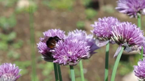 A Bumblebee Pollinating a Chive Flower (Allium schoenoprasum) 스톡 동영상 154250910