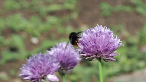 A Bumblebee Pollinating a Chive Flower (Allium schoenoprasum) Video stock 154343127
