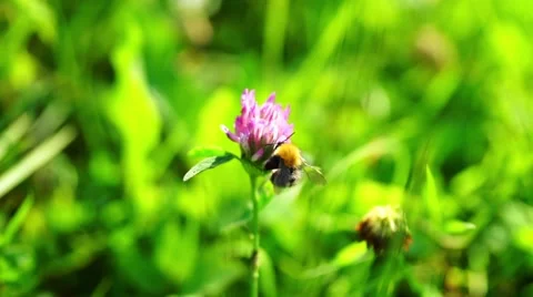 Bumblebee Pollinating Clover Flowers Stock Footage 44668744