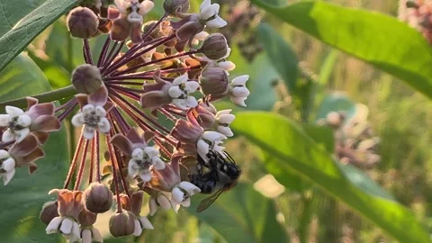 Bumblebee Pollinating Common Milkweed Flower in Warm Sunlight Stock Footage 337729985