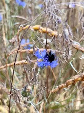 Bumblebee Pollinating Cornflower in Summer Wheat Field Stock Photos