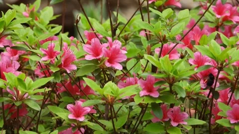 Bumblebee Pollinating Deciduous Rhododendron Flowers in 4K Stock Footage 293740076