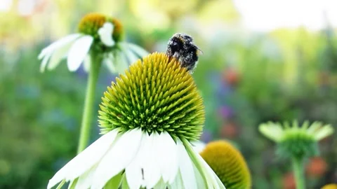 A bumblebee pollinating an Echinacea flower Stock Footage 208866351