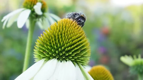 Bumblebee pollinating an Echinacea (UHD quality) Stock Footage 208865508