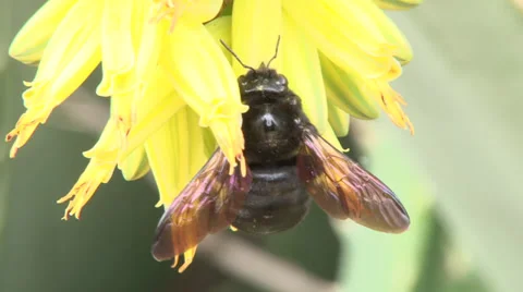 Bumblebee Pollinating Flower 1 Video stock 38052383
