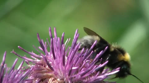 Bumblebee Pollinating A Flower 2 스톡 동영상 7759862