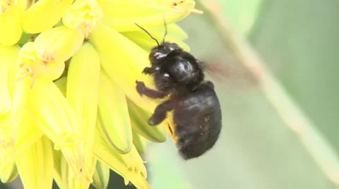 Bumblebee Pollinating Flower 2 Stock Footage 38052310