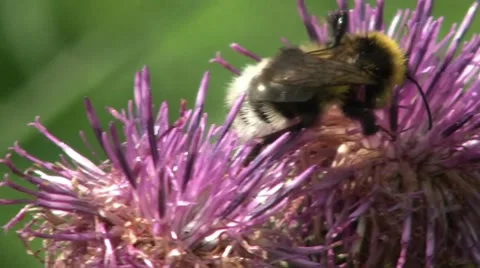 Bumblebee Pollinating A Flower 4 Stock Footage 7759864