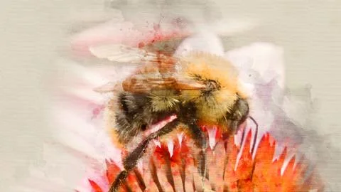 Bumblebee pollinating flower close up Stock Illustration