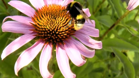 Bumblebee pollinating flower Stock Footage 79412389