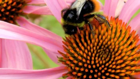 Bumblebee pollinating flower Stock Footage 79412516