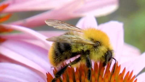 Bumblebee pollinating flower Stock Footage 79412548