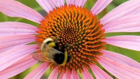 Bumblebee pollinating flower Stock Footage 79540406