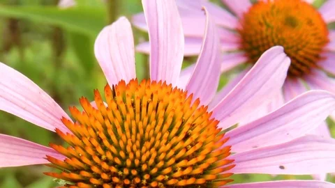 Bumblebee pollinating flower Stock Footage 79540456