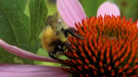 Bumblebee pollinating flower Stock Footage 79848336