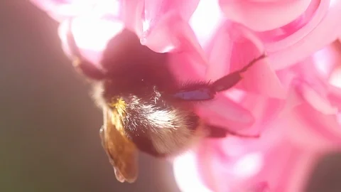 Bumblebee pollinating flower Stock Footage 94569730