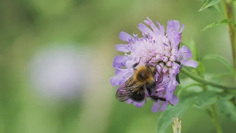 Bumblebee is pollinating a flower in a meadow Stock Footage 282104178