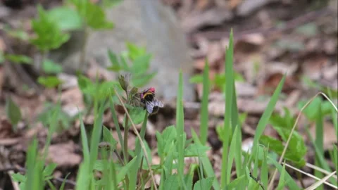 Bumblebee pollinating a flower in slow motion 스톡 동영상 340035406