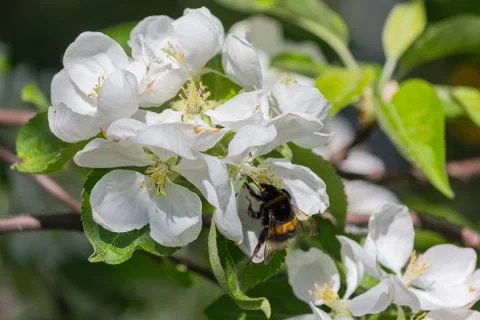 Bumblebee pollinating a flowering apple tree closeup Stock Photos