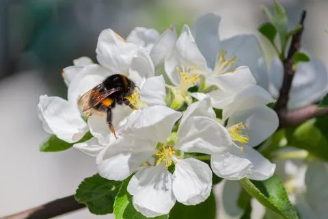 Bumblebee pollinating a flowering apple tree closeup. Spring Stock Photos
