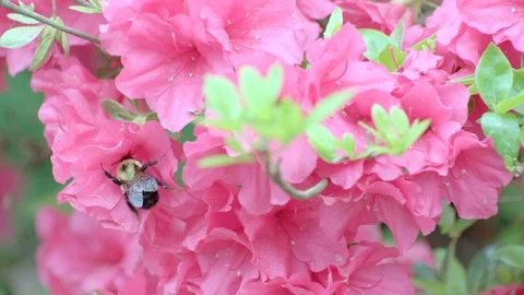 Bumblebee pollinating flowers Stock Footage