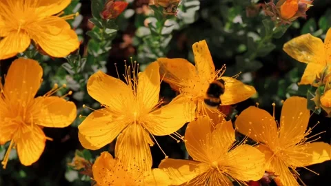 Bumblebee pollinating flowers slow motion macro B-roll footage cinematic 4K Stock Footage 310189049