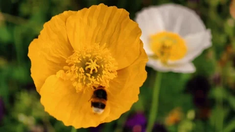 Bumblebee pollinating flowers slow motion macro B-roll footage 4K cinematic Stock Footage 310189126