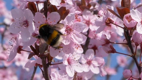 Bumblebee Pollinating Flowers On A Tree In The Spring Stock Footage 105533651