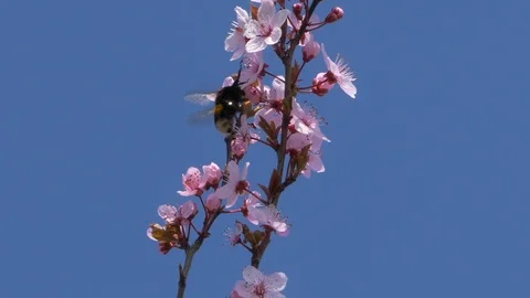 Bumblebee Pollinating Flowers On A Tree In The Spring Slow Motion Stock Footage 105540923