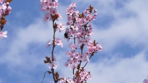 Bumblebee Pollinating Flowers On A Tree In The Spring Slow Motion 4K Stock Footage 105542608