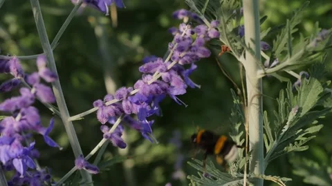Bumblebee pollinating garden flowers Видео 278059768