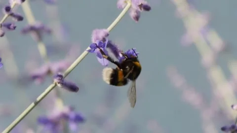 Bumblebee pollinating garden flowers Vidéo 278059819