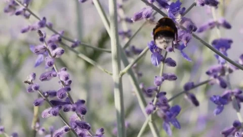Bumblebee pollinating garden flowers Vidéo 278059834