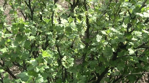 Bumblebee pollinating gooseberries Stock Footage 10902594
