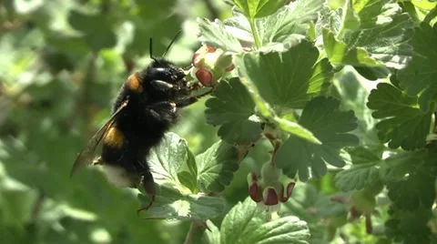 Bumblebee pollinating gooseberries Stock Footage 10902595