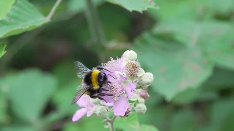 A Bumblebee Pollinating a Lavender Flower Close-up Vídeos de archivo 340842675