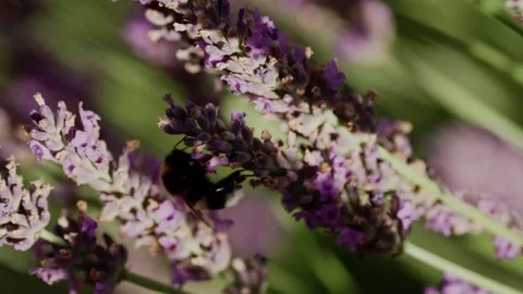 Bumblebee pollinating lavender flowers close up in summer garden Stock-Footage 342031871