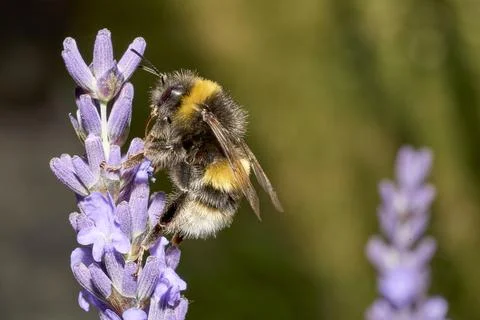 Bumblebee Pollinating Lavender in Summer Light Stock Photos