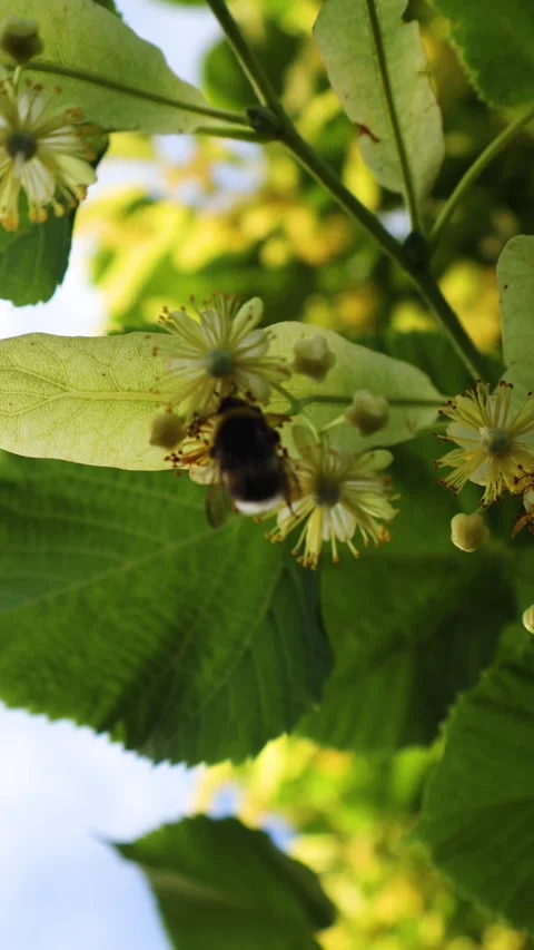 Bumblebee pollinating linden tree blossoms on a sunny day Stock Footage 346487348