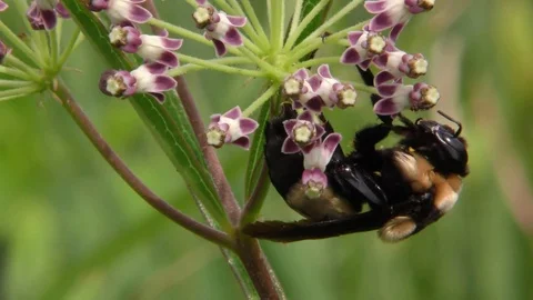 Bumblebee pollinating Longleaf Milkweed, Alabama, USA Stock Footage