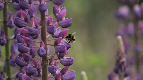 Bumblebee pollinating a lupin Stock Footage 116492165
