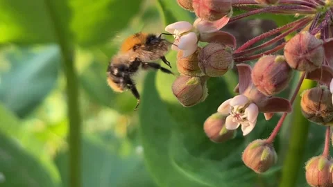 Bumblebee Pollinating Milkweed Flowers Close Up Stock Footage 337730056