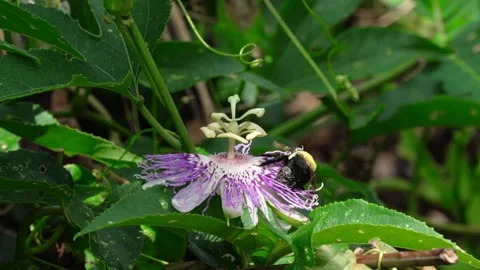 Bumblebee Pollinating Passion Flower Stock Footage 343141802