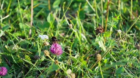 Bumblebee Pollinating Pink Clover Flower in Green Field 動画素材 344462851