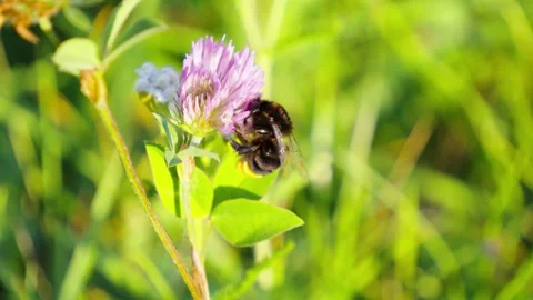 Bumblebee Pollinating Pink Clover Flower In Sunny Field Stock Footage 345340152