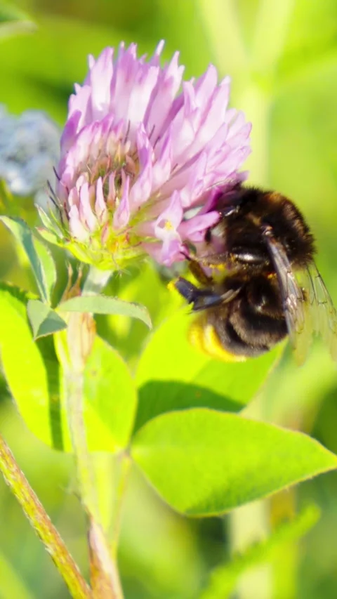 Bumblebee Pollinating Pink Clover Flower Close Up Stock Footage 345983289