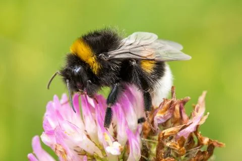 Bumblebee is pollinating pink clover Stock Photos