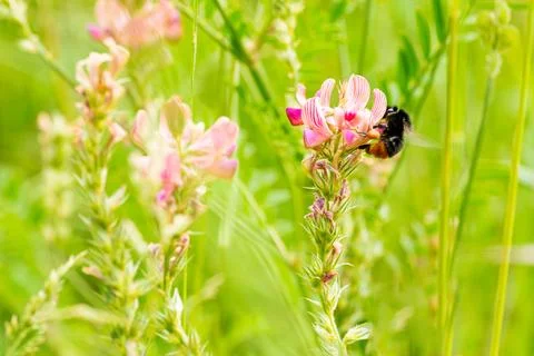 Bumblebee Pollinating Pink Flower Stock-Fotos