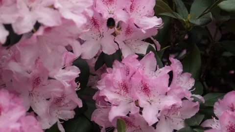 Bumblebee Pollinating Pink Flower in Spring 库存影片 277171109