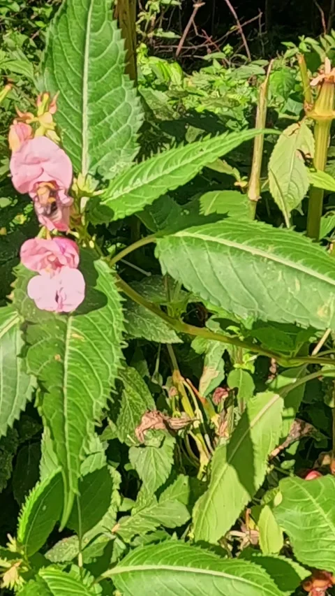 Bumblebee pollinating pink flower in sunlight Stock Footage 319827434